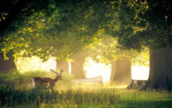 枸杞子这样搭配能改善视力
