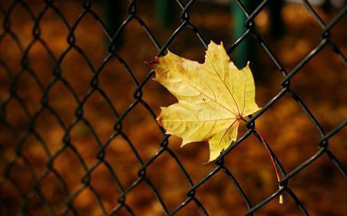 吃五种食物防胃癌