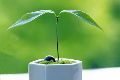 女人必吃活血止痛美食