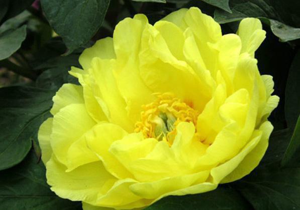 食疗五种方法彻底解决秋季上火