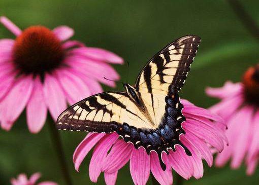 骨折病人的饮食调理