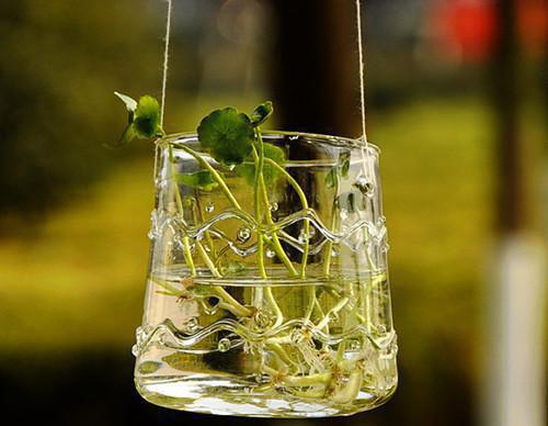 女人贫血经典食疗方法