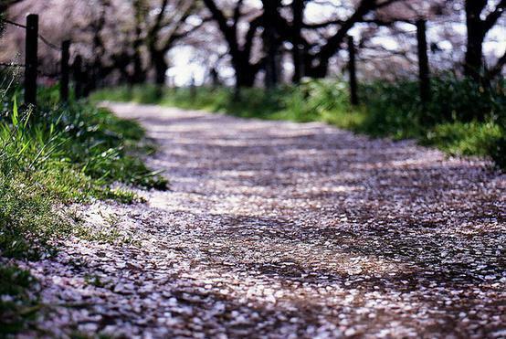 酒酿圆子 活血养胃