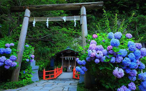 了解芦荟衍生物 “万能胶”芦荟胶