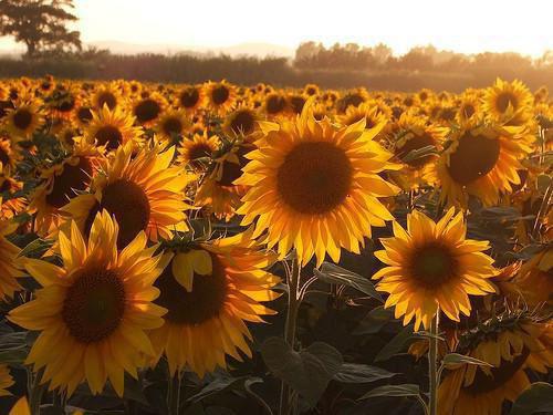 大茴香的药用价值