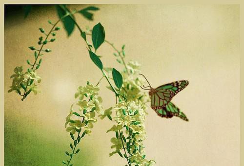 夏季嫩肤丝瓜药膳