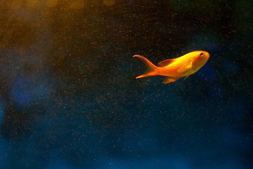 皮肤易过敏可多吃金针菇