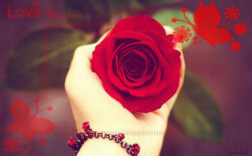 秋季莲子8种养生药膳方