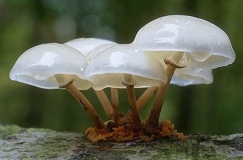 秋季总吃板栗容易长胖吗？