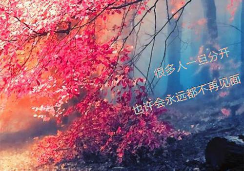 孕妇吃大枣 增强抵抗力