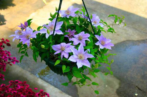 如何调理脾虚？