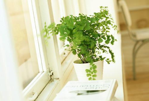 大雪时节推荐食补药膳