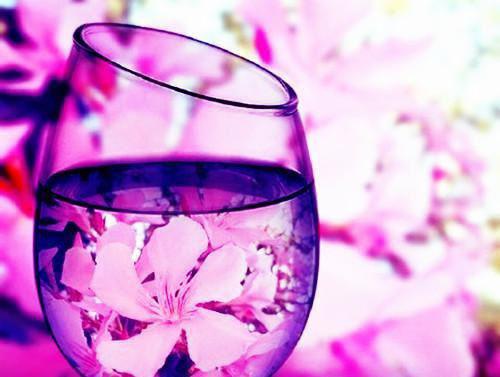 魔芋营养价值剖析