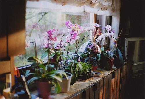 春季防病多喝三种粥