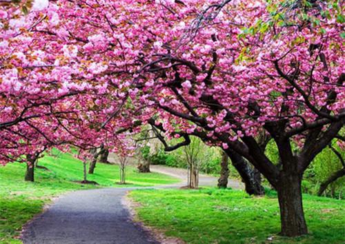 山鸡的营养价值