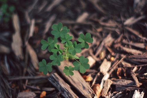 四款健脾汤，改善皮肤暗黄