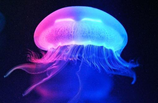 立秋后适宜吃的8种食物