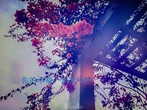 无花果祛痰止咳食疗法