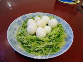 豆苗西葫燕窝的做法