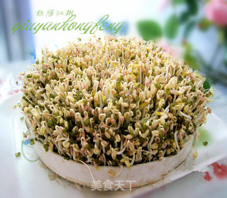 自生绿豆芽的做法