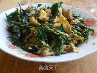 蒲公英炒鸡蛋的做法
