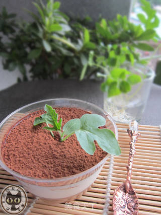 酸奶盆栽的做法