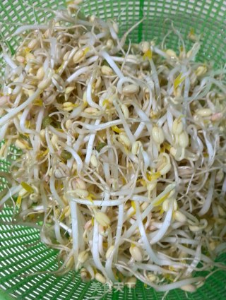 自发绿豆芽的做法