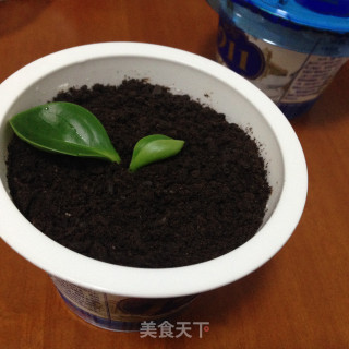 盆栽酸奶的做法