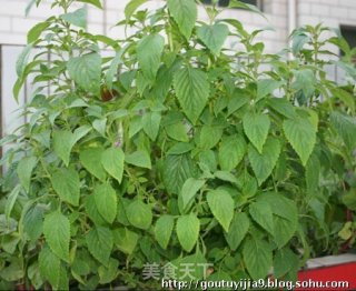 砂锅茄子的做法步骤：2