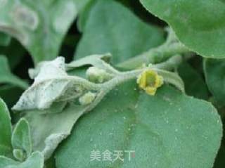 凉拌番杏的做法步骤：2