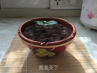 盆景作品的做法