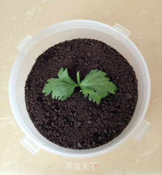 酸奶盆栽的做法