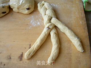 提子辫子面包的做法步骤：6