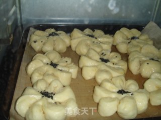椰蓉菊花包的做法步骤：2