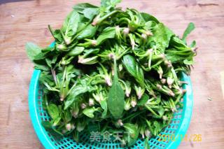 清水油盐炒菠菜的做法步骤：7