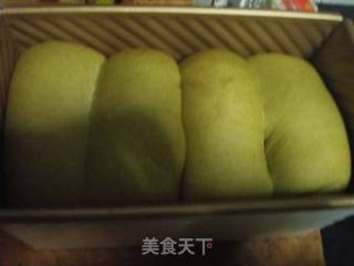 抹茶蜜枣吐司（48小时室温中种法）的做法步骤：5