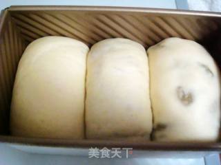 牛奶葡萄干吐司的做法步骤：5