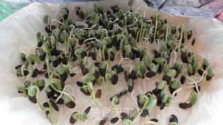 黑豆芽苗菜的做法步骤：4