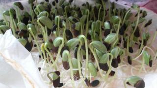 黑豆芽苗菜的做法步骤：5