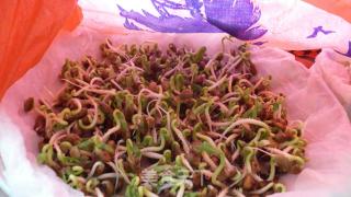 空心菜芽苗菜的做法步骤：3