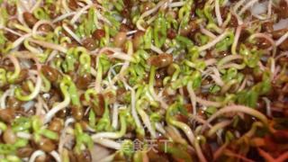 空心菜芽苗菜的做法步骤：4
