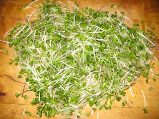 【夏日小凉菜】---凉拌萝卜苗的做法步骤：1