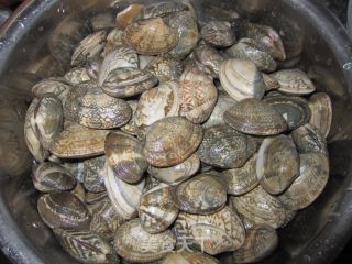 【鲁菜】辣辣椒炒蛤的做法步骤：3