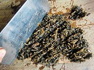 【浙菜】----梅干菜酥烧饼的做法步骤：5