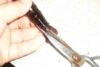 怎么样处理小龙虾的做法步骤：9