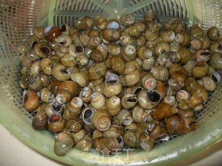 潮汕风味——菜脯田螺的做法步骤：1