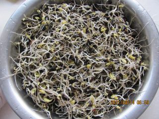 自己动手轻松发出黑豆芽的做法步骤：9