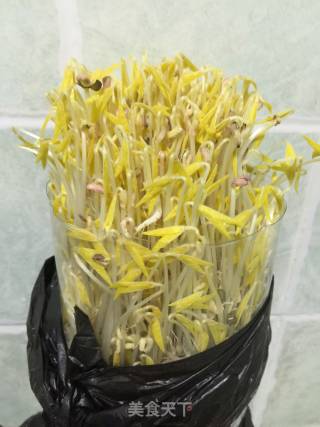 用可乐甁发豆芽的做法