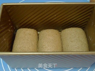 全麦也可以更柔软----全麦土司（中种）的做法步骤：6