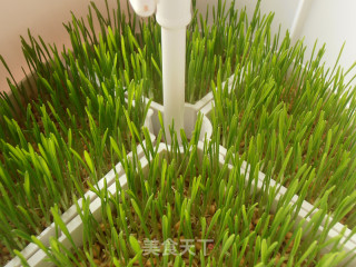 苹果柠檬小麦草汁的做法步骤：1